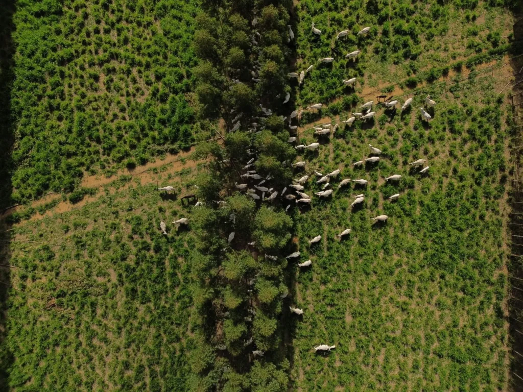 Agropecuária Sustentável