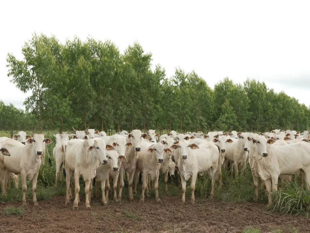 Carne Carbono Neutro: o futuro sustentável da produção de carne bovina