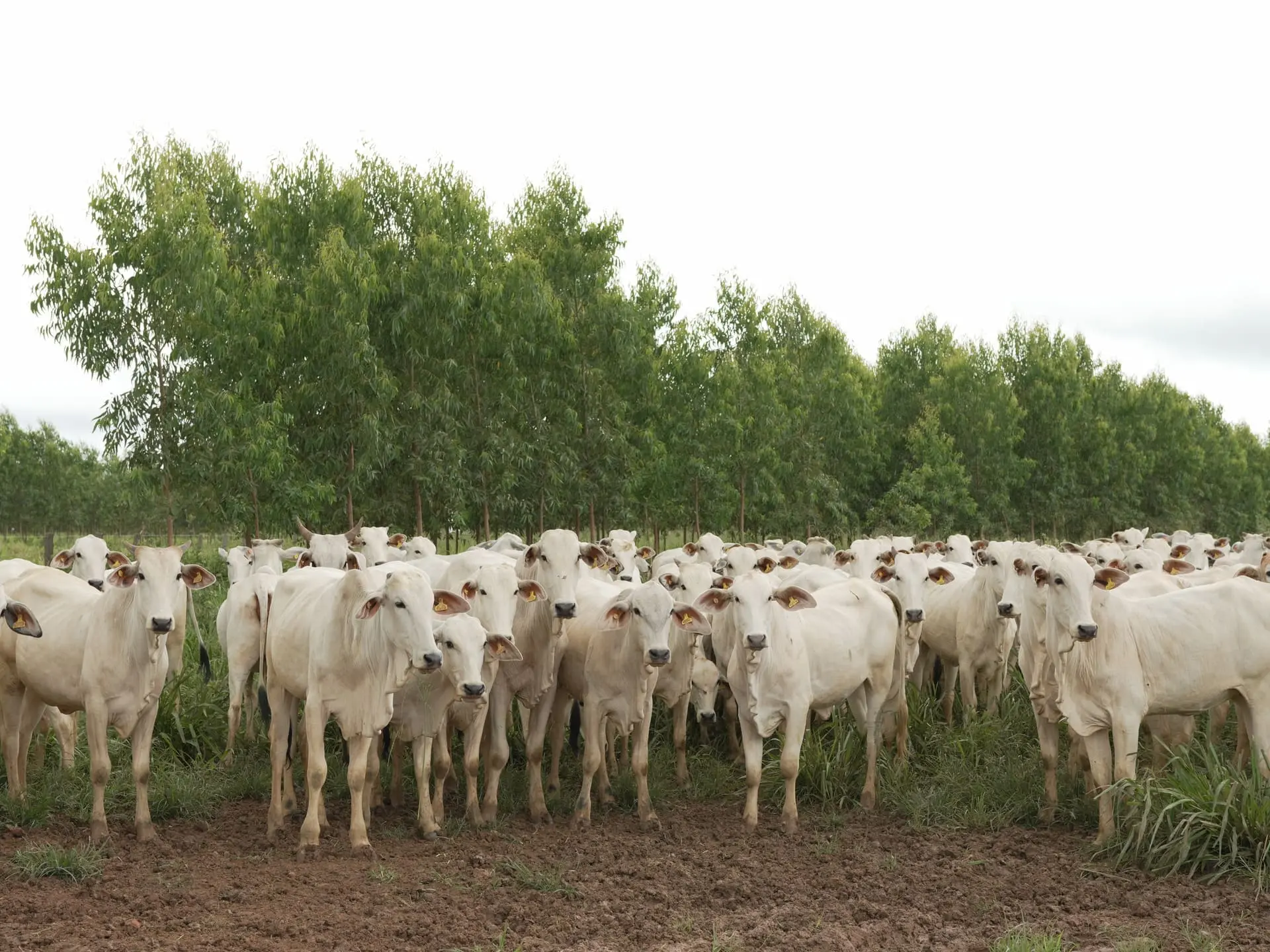 Carne Carbono Neutro: o futuro sustentável da produção de carne bovina
